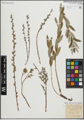 Foto von Salix repens subsp. rosmarinifolia (L.) Andersson